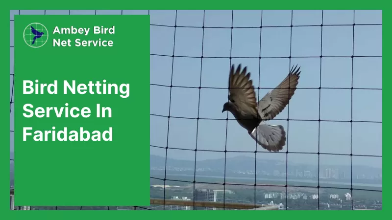 bird netting service in faridabad
